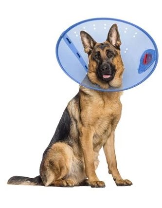 Calm Paws E - Collar Blue XLarge 12.25 - 21in. - Petsplace.store