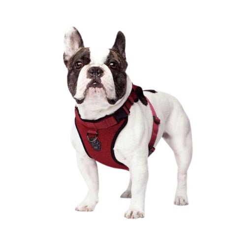 Canada Pooch Dog Everything Harness Mesh Red XLG - Petsplace.store