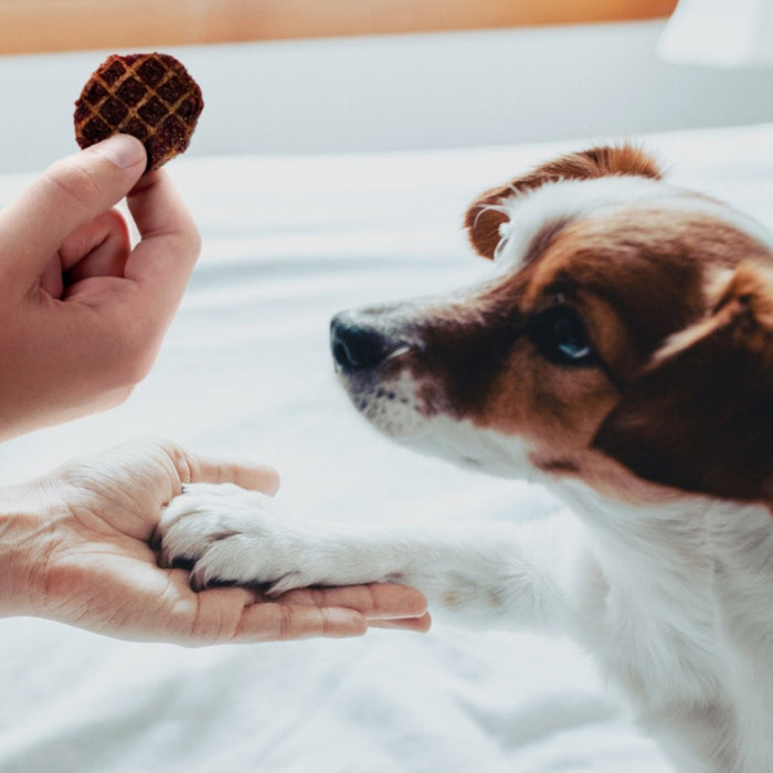 Farmland Traditions Dogs Love Pork Jerky Dog Treats 1ea/5oz. - Petsplace.store