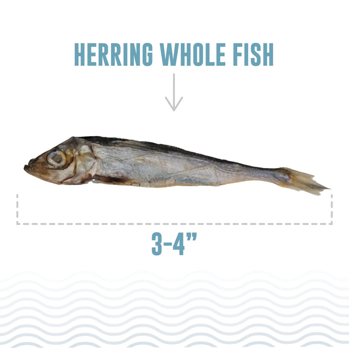 Icelandic Cat Herring Whole Fish 1.5oz. - Petsplace.store