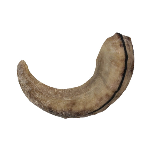 Icelandic Lamb Horn - Bulk 24 - Count (Display Refill) (Sized Approx. 6.5 - 7In) - Petsplace.store