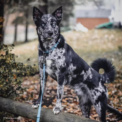 K9 Explorer Brights Reflective Adjustable Dog Collar Mountain Large 1"x 18" - 26" - Petsplace.store