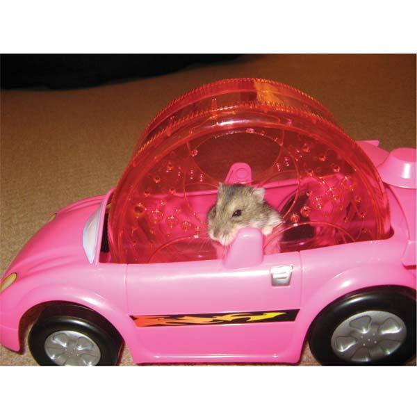 Kaytee Critter Cruiser 1ea - Petsplace.store