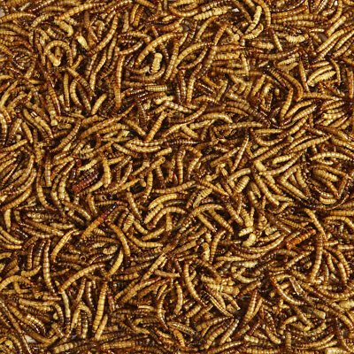 Kaytee Mealworm Food Pouch 1ea/7 oz - Petsplace.store