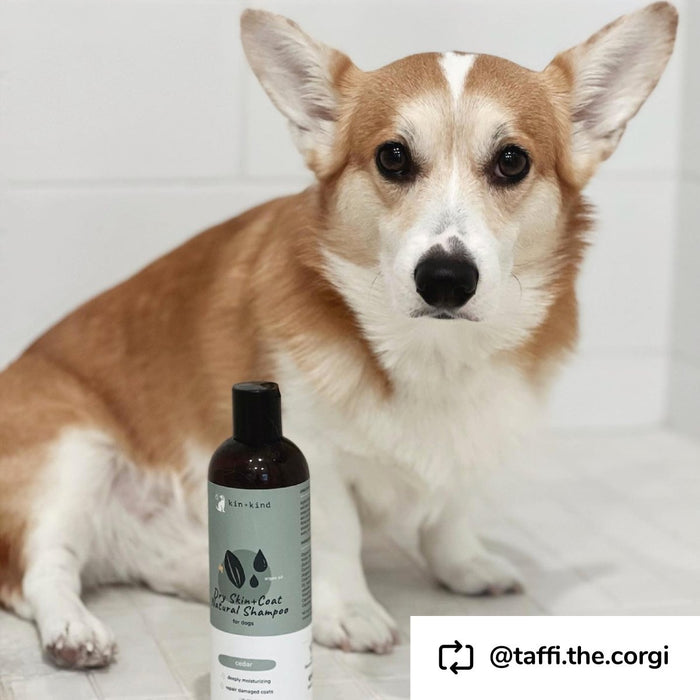 **Kin+Kind Shampoo Dry Skin/Coat 12oz. Cedar - Petsplace.store