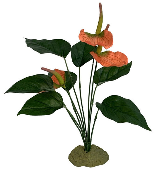 Komodo Anthurium Bush w/ Gravel 1ea - Petsplace.store