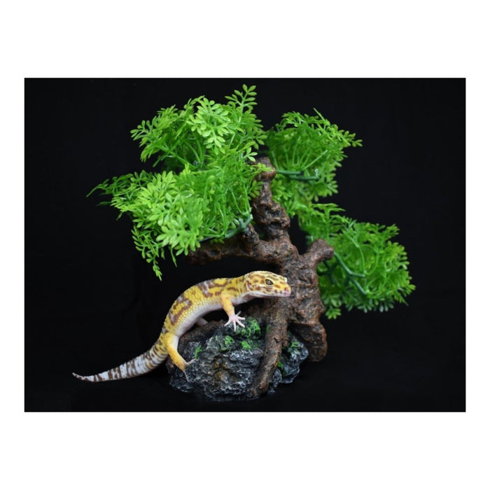 Komodo Bonsai Tree 1ea/17 in - Petsplace.store