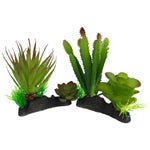 Komodo Cactus & Succulent Plant 1ea/One Size - Petsplace.store