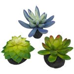 Komodo Desert Succulent Plant Blue & Green 1ea/3 pk - Petsplace.store