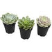 Komodo Desert Succulent Plant Yellow & Green 1ea/3 pk - Petsplace.store