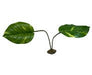 Komodo Guiana Plant 1ea/Jumbo - Petsplace.store