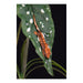 Komodo Standing Plant Spotted Begonia, 1ea/18 in - Petsplace.store