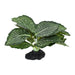 Komodo Standing Vein Plant 1ea/4 in - Petsplace.store