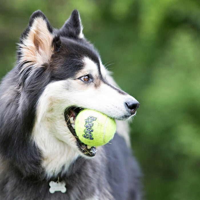 KONG Air Dog Squeaker Dog Toy Balls 1ea/6 pk, MD - Petsplace.store