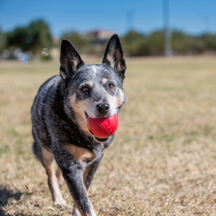 KONG Ball Dog Toy Red 1ea/SM - Petsplace.store