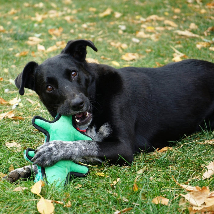 KONG Ballistic Dog Toy Alligator, MD/LG (2 pack) - Petsplace.store