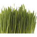 Pet Greens Medley Pet Grass Self - Grow Kit Organic Oat, Rye, & Barley Blend 1ea/3 oz - Petsplace.store