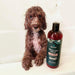 Pet Releaf Skin & Coat Dog 16oz. Soothe & Silken Conditioner Cbd 100Mg - Petsplace.store