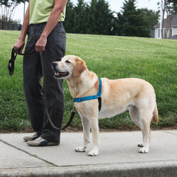 PetSafe Deluxe Easy Walk Steel Dog Harness Black/Ocean 1ea/MD/LG - Petsplace.store